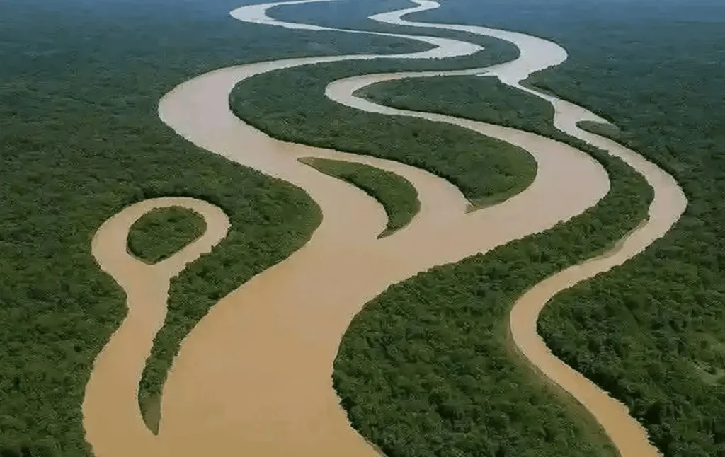 Mamberamo forest